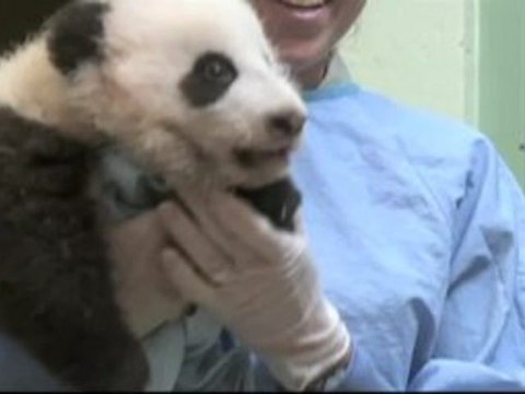 Un bébé panda au zoo de San Diego fête son mini-anniversaire