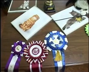 Скоттиш страйт в программе "Наши любимые животные"