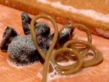 Horse Worm Crawls Out Of Dead Spider