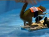 La ardilla que practica esquí acuático
