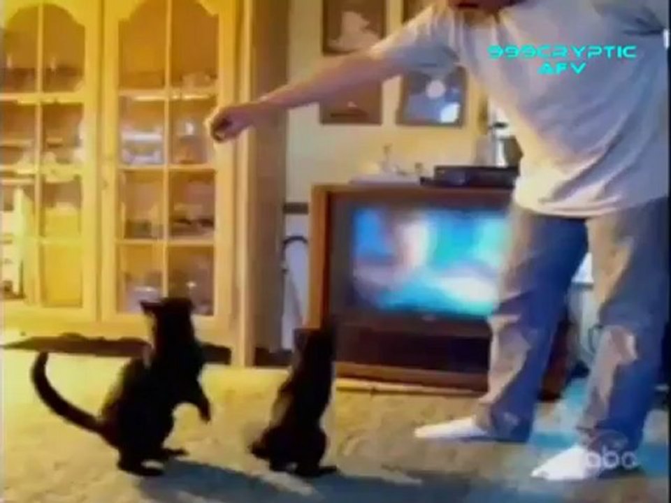 Funny Cats and Dogs - Americas Funniest Home Videos AFV Clips Compilation_clip2Perikizi.Net