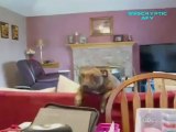 Funny Cats and Dogs - Americas Funniest Home Videos AFV Clips Compilation_clip6Perikizi.Net