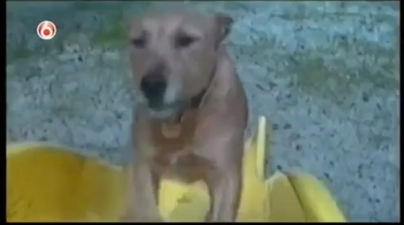 Funny Cats and Dogs Video - Americas Funniest Home Videos part 507_clip2Perikizi.Net