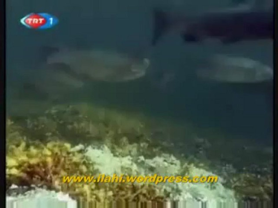 ALASKA - SOMON BALIKLARININ GÖÇÜ - BELGESEL._2 Perikizi.Net_clip1