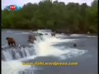 ALASKA - SOMON BALIKLARININ GÖÇÜ - BELGESEL._9 Perikizi.Net_clip1