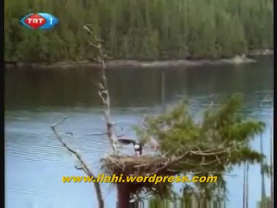 ALASKA - SOMON BALIKLARININ GÖÇÜ - BELGESEL._1 Perikizi.Net_clip1
