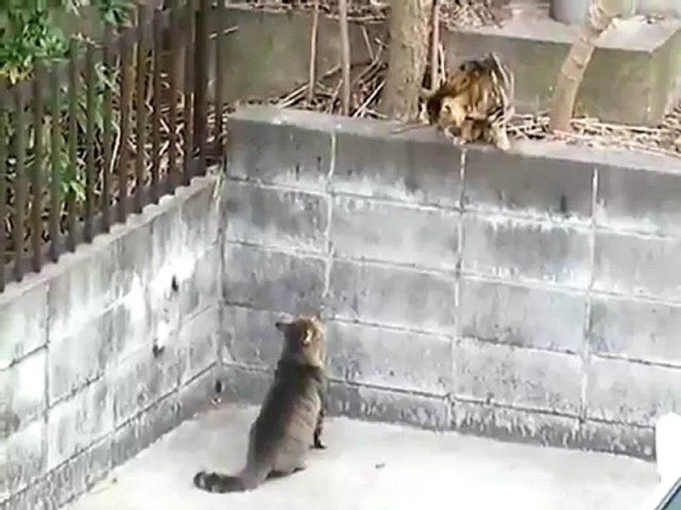 CAT FIGHT -_clip1Perikizi.Net