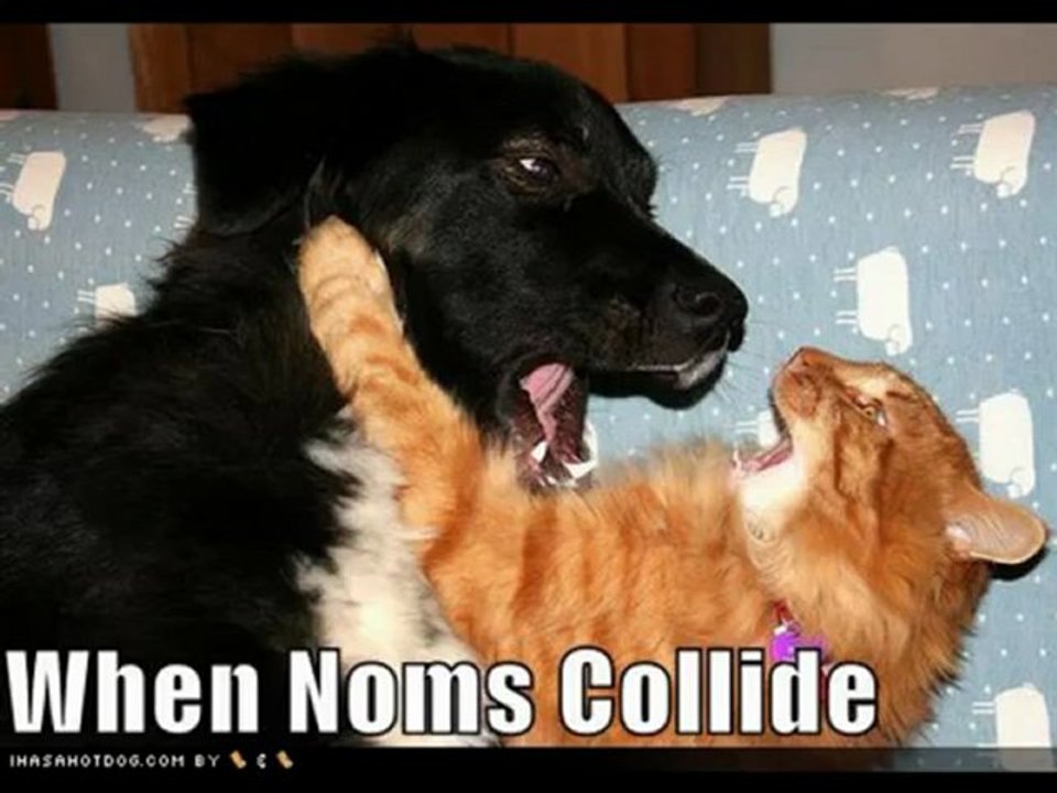 Cute and funny cats and dogs together_clip4Perikizi.Net