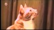 Funny Cats and Dogs Video - Americas Funniest Home Videos part 507_clip4Perikizi.Net