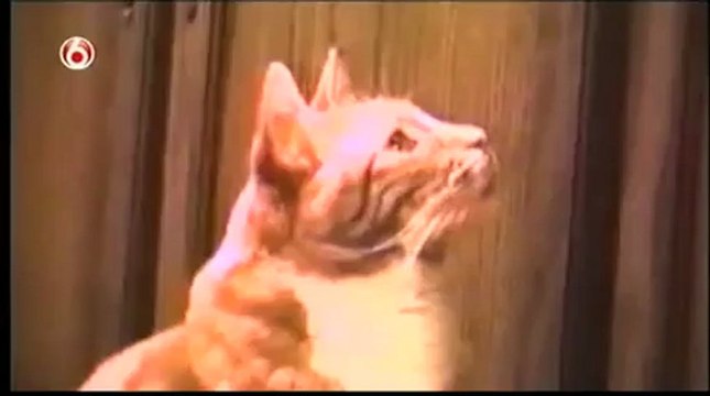 Funny Cats and Dogs Video - Americas Funniest Home Videos part 507_clip4Perikizi.Net