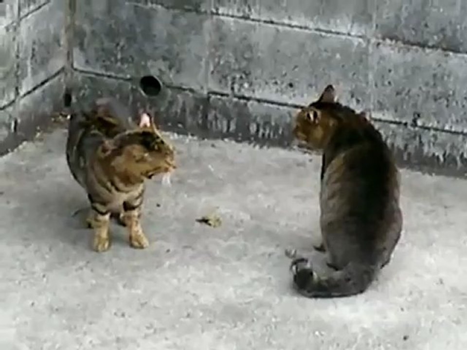 CAT FIGHT -_clip7Perikizi.Net