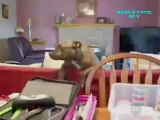 Funny Cats and Dogs - Americas Funniest Home Videos AFV Clips Compilation_clip5Perikizi.Net