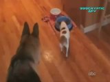 Funny Cats and Dogs - Americas Funniest Home Videos AFV Clips Compilation_clip4Perikizi.Net
