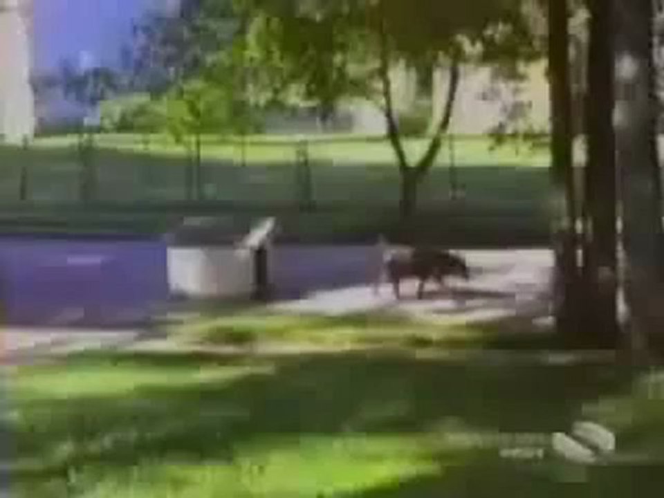 funny cats and dogs - YouTube_clip3Perikizi.Net