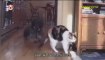 FUNNY CATS and DOGS AFV Americas Funniest Home Videos part 645 YouTube - YouTube_clip1Perikizi.Net