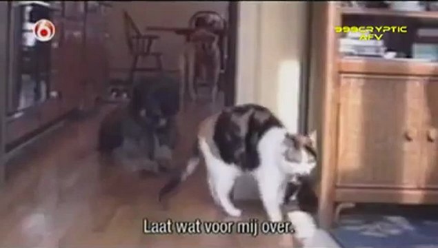 FUNNY CATS and DOGS AFV Americas Funniest Home Videos part 645 YouTube - YouTube_clip1Perikizi.Net