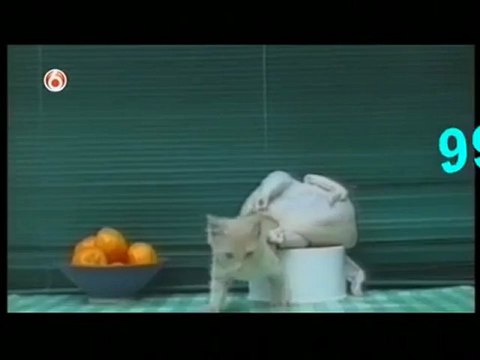 Funny Cats and Dogs Video - Americas Funniest Home Videos part 507_clip5Perikizi.Net