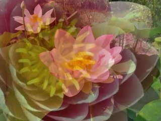 Lotus et Nénuphars
