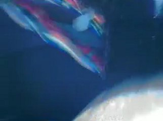 cung cấp máy nội soi công nghiệp chuyên dụng RF