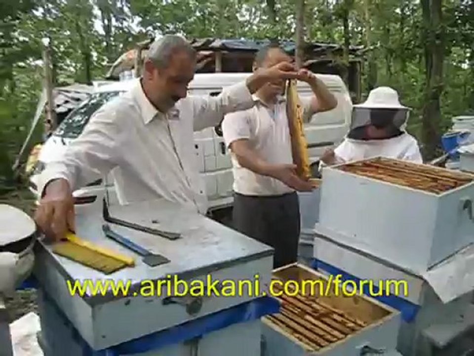 maskesiz bal hasadı, arıcılık videosu