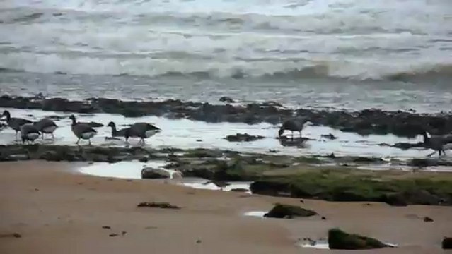 Les oies bernaches cravant