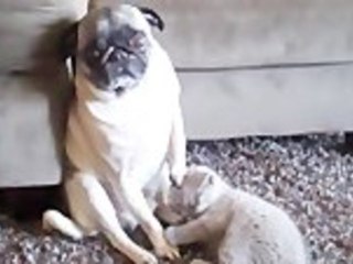 Curious Kitten Vs Patient Pug