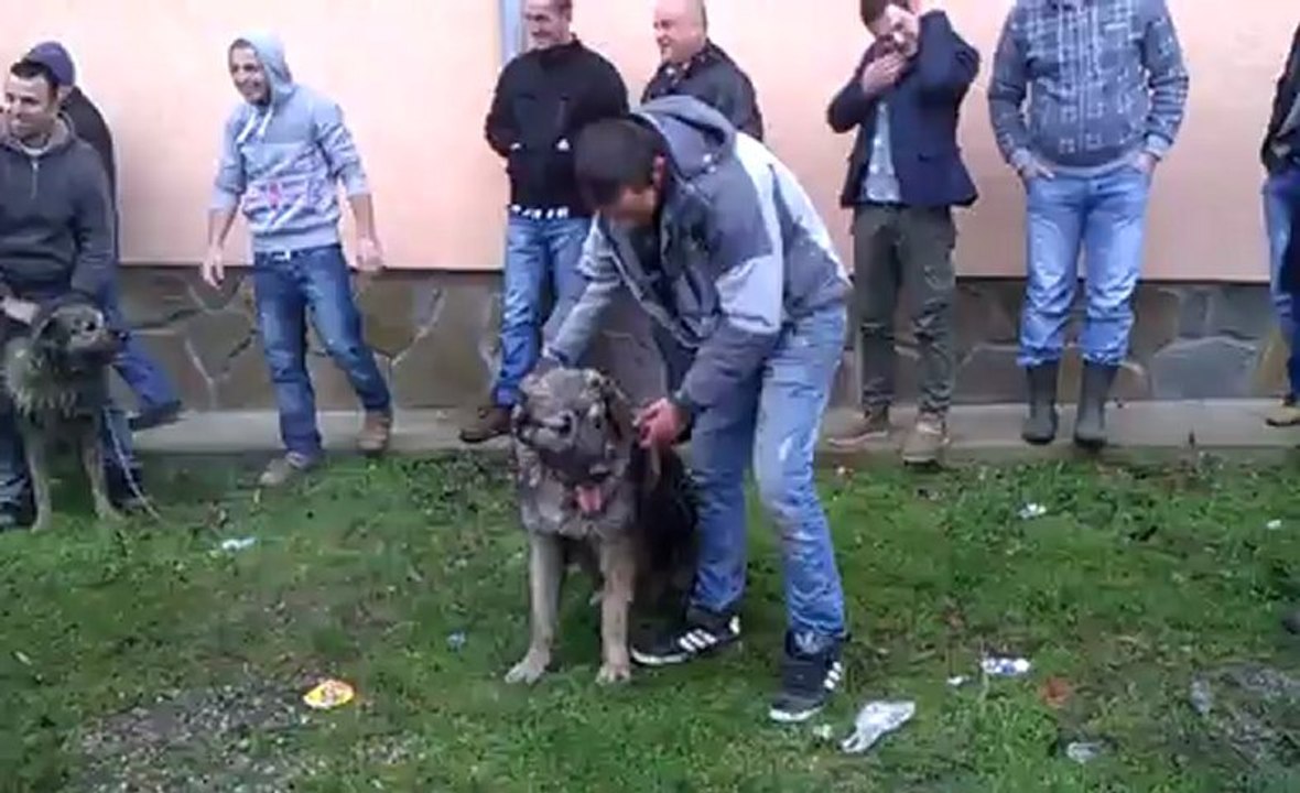 qeni i tushitttttt
