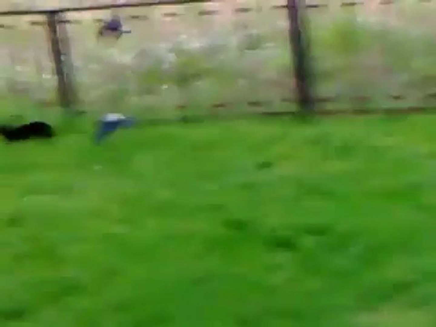 Epic Cat Fight - Epic Cat Fight videos - MUCHOSUCKO.com - video Dailymotion