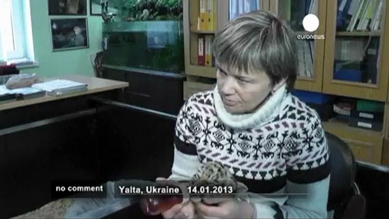 L'Ukraine accueille des tigraux de Sibérie - no comment