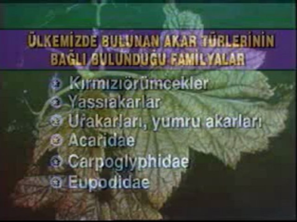 8TZHG