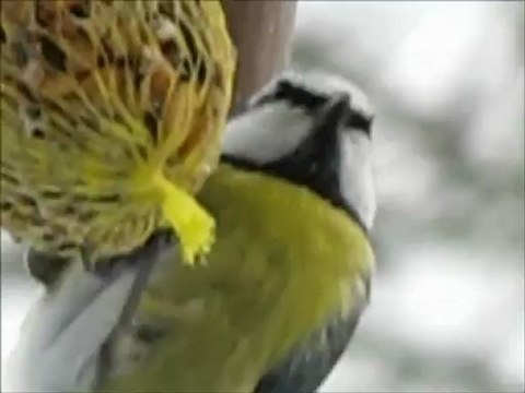 Mésanges: charbonnières, bleues, nonnettes et noire