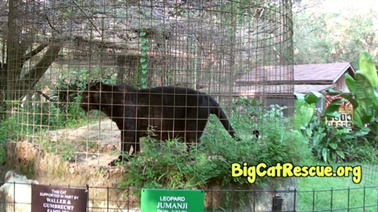 Black Leopard "Sawing"...