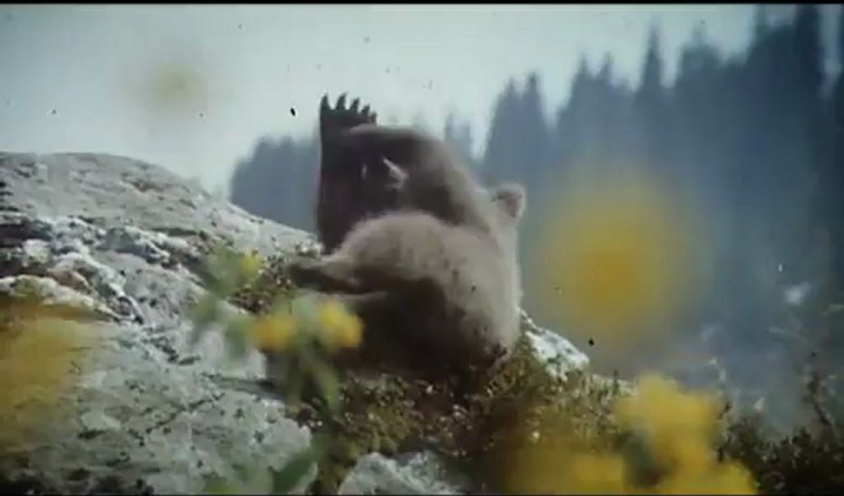 L'Ours ( bande annonce )