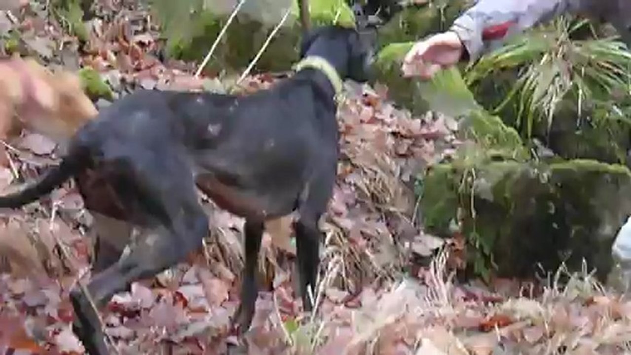 Les galgos et le ruisseau