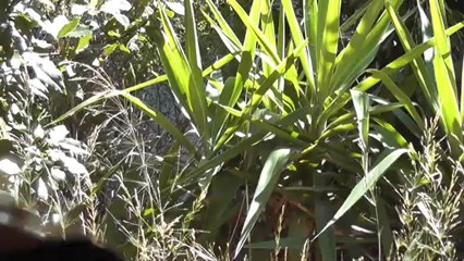 j'te dis soleil its fire lucien palomba