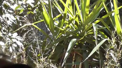 j'te dis soleil its fire lucien palomba