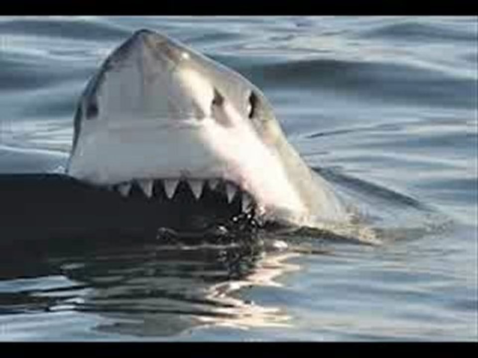Shark Week (2012) Part 1 of 12 Full Movie