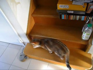 Cookie la video du petit déjeuner d'un coach-bien-etre presque normal!