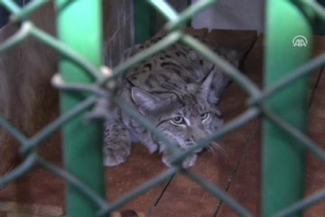 ''Matilya'ya eş aranıyor''