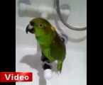 Bu papağan şarkı söylüyor