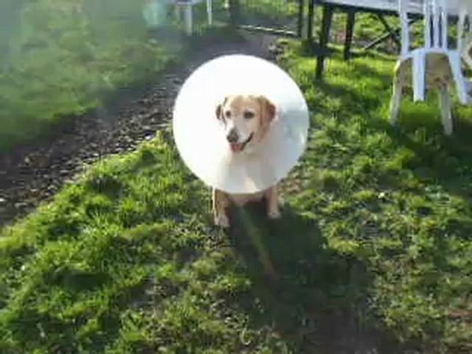 Fiby et sa collerette - Novembre 2012 (2)