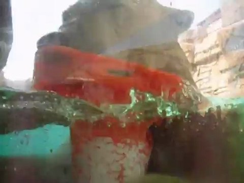 les ours polaires à Marineland sept 2011