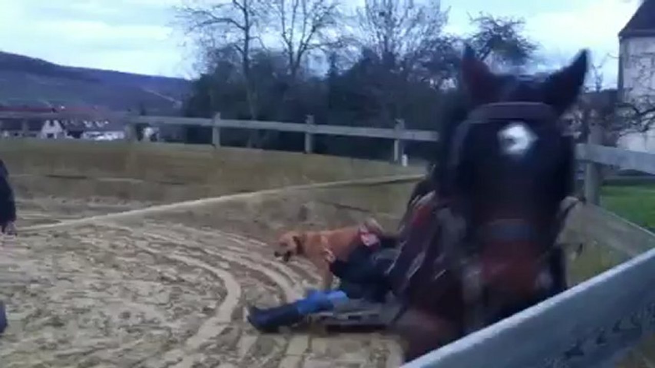 Débourrage attelage