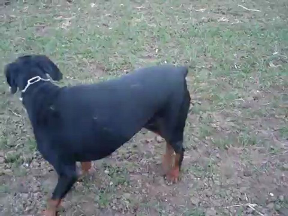 Les loulous en promenade