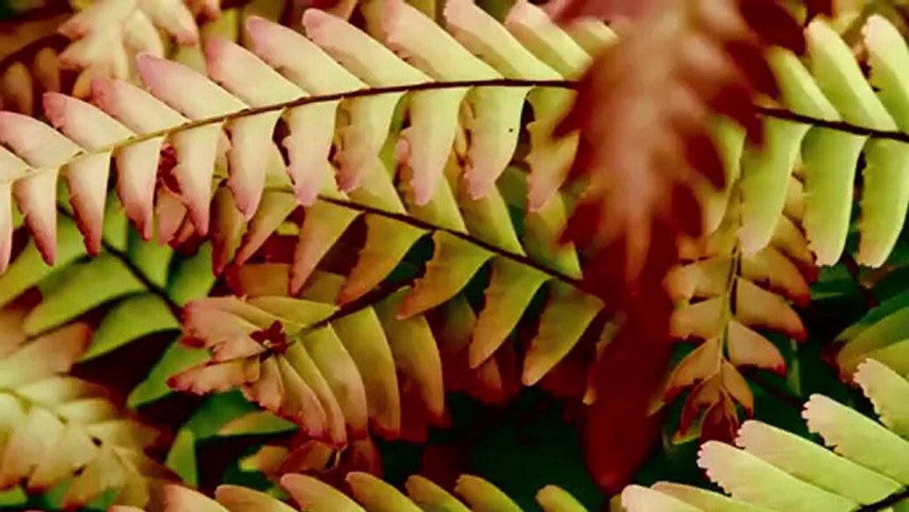 ハルカトミユキ「絶望ごっこ」 MV