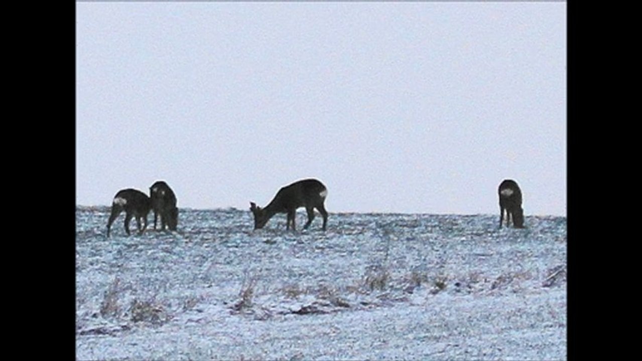 Roe, chevreuils en début de journée le 13-01-2013 entre 08:00' et 09H30' par temps froid.