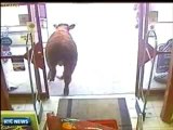Bull runs through an irish supermarket - Un taureau cours dans un supermarché irlandais