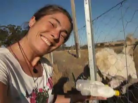 Australie, biberons aux agneaux dans l'épisode Caroline à la ferme