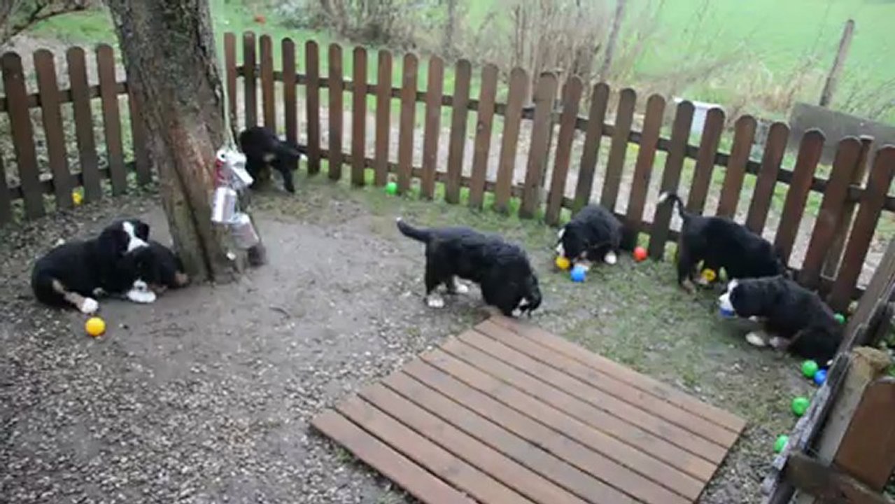 bb Dune et Che 7 semaines et demi 001