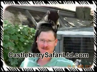 Lemurs For Sale TX | (512) 639-4087